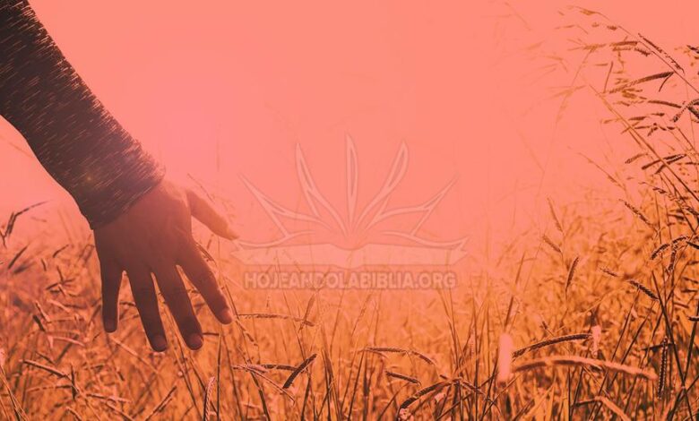 Descubre la Tranquilidad Emocional